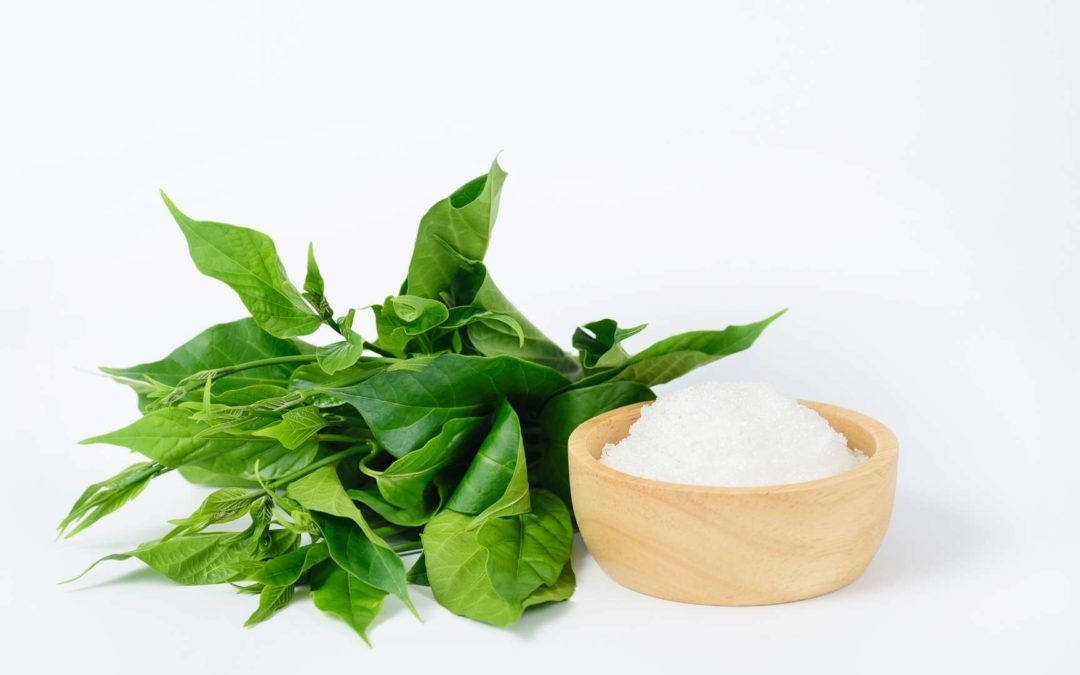 Gymnema Sylvestre: proprietà, benefici ed utilizzo